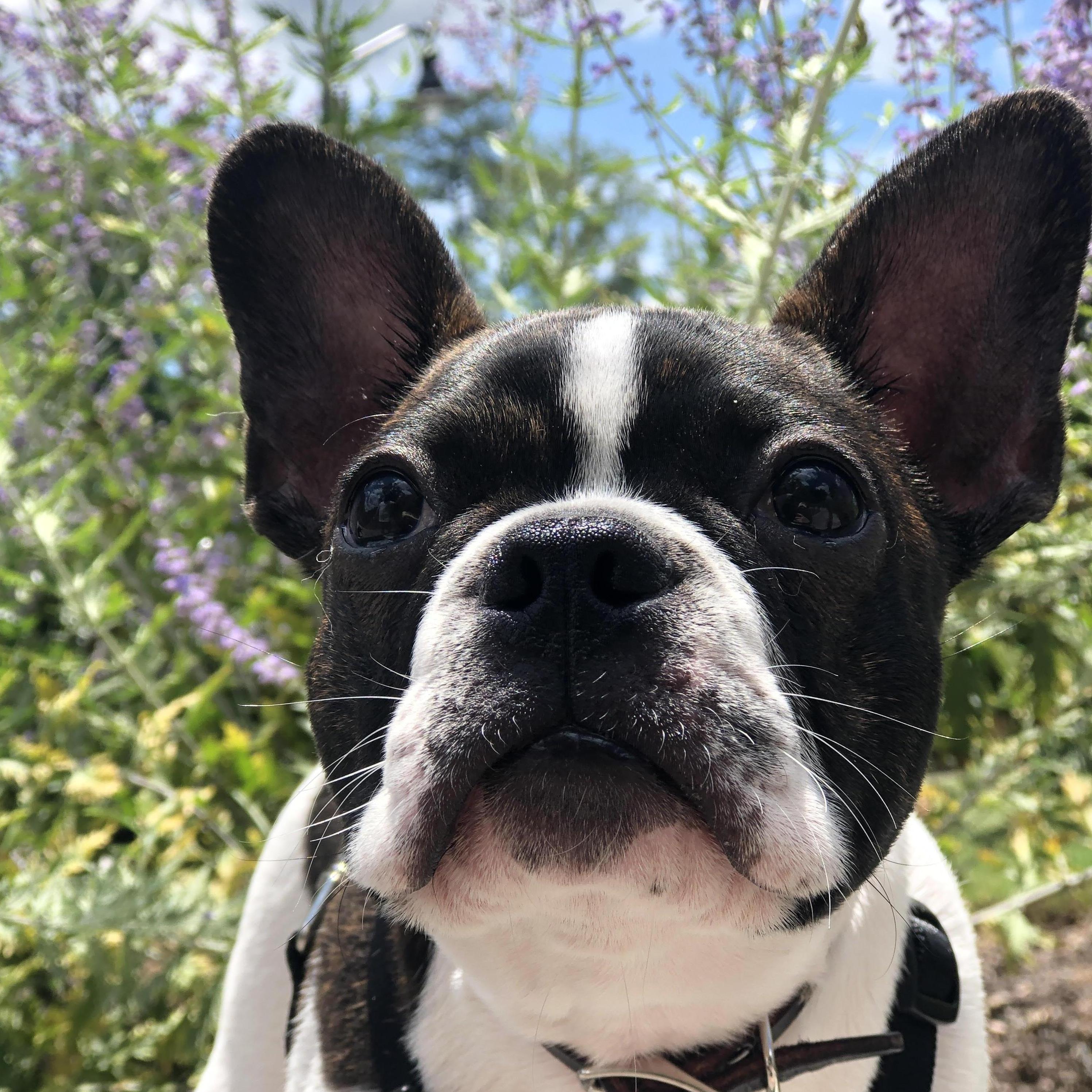 Augie