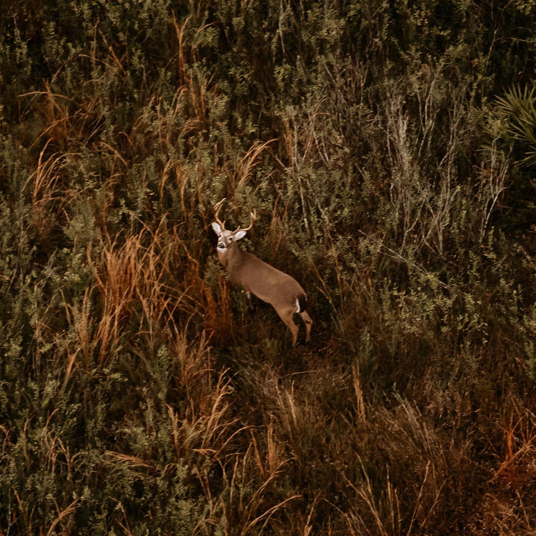 Spotted a stunning buck from up in the air, during engagement photo session.