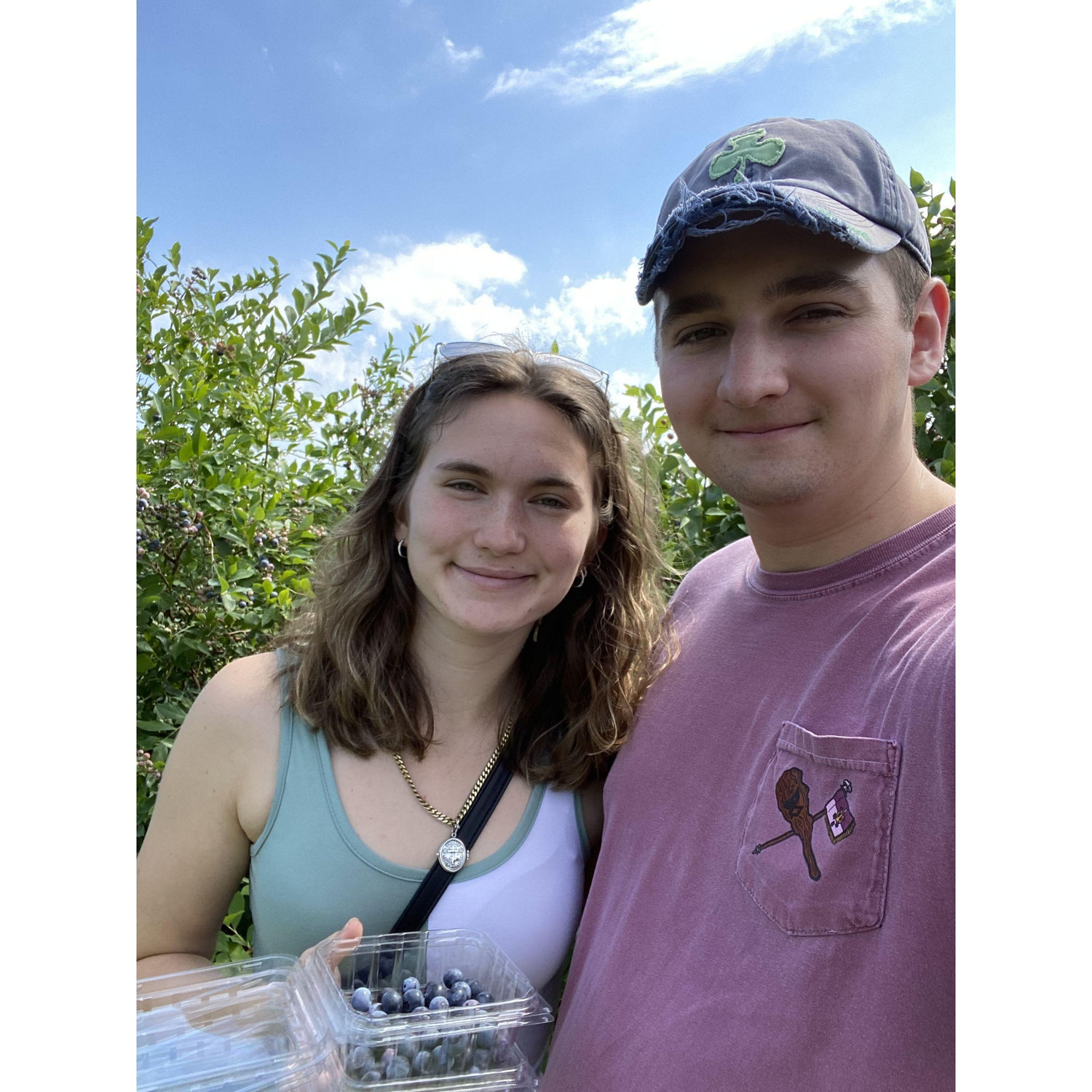 Blueberry Picking