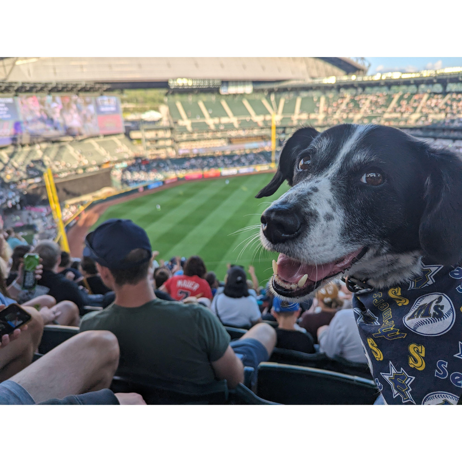 Bark at the Park