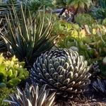 The Ruth Bancroft Garden & Nursery