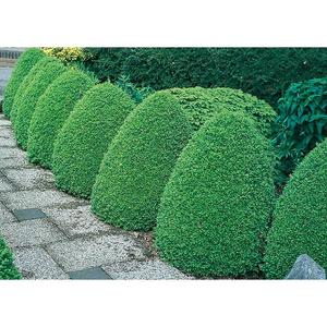 10.25-Gallon Boxwood Foundation/Hedge Shrub