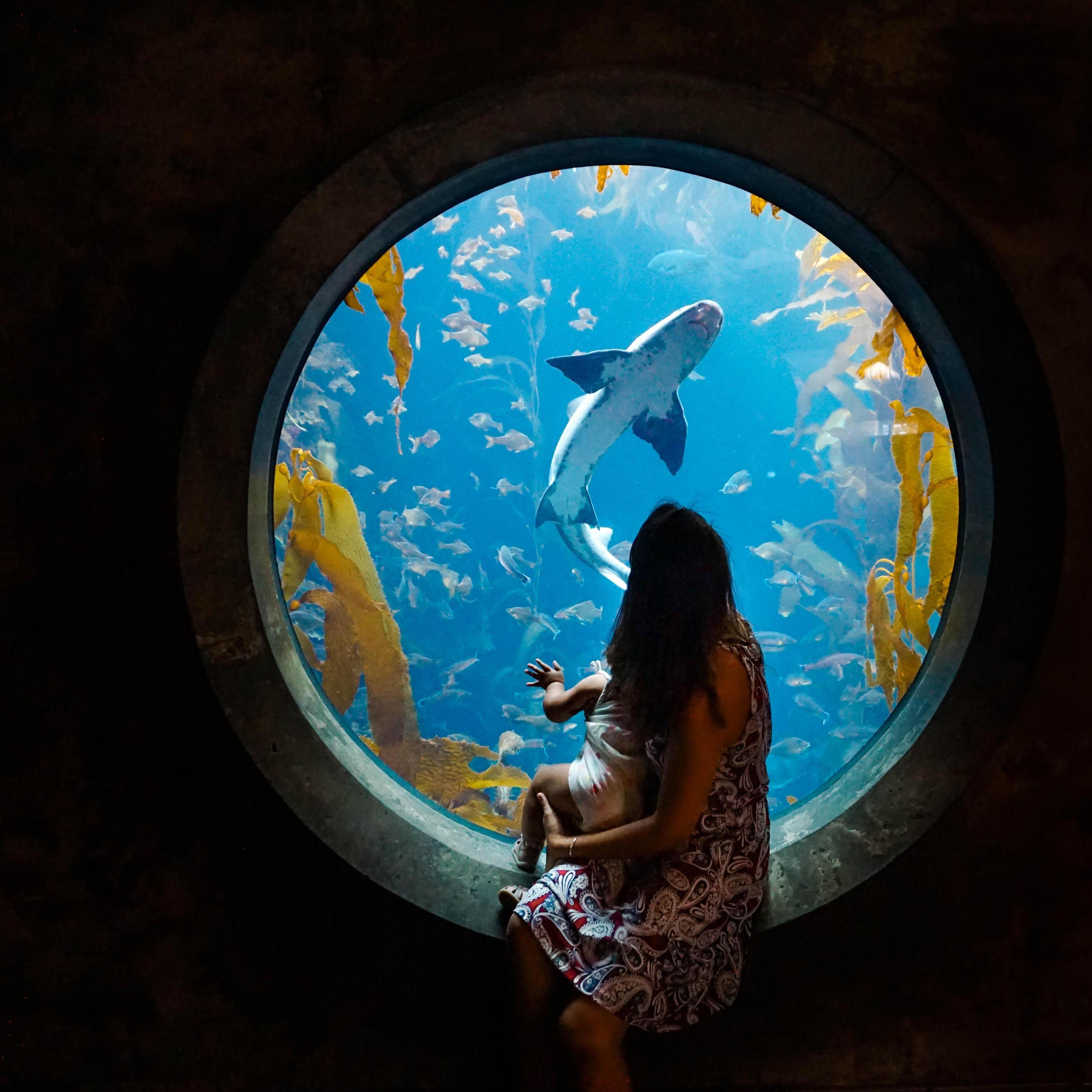 Monterey Aquarium