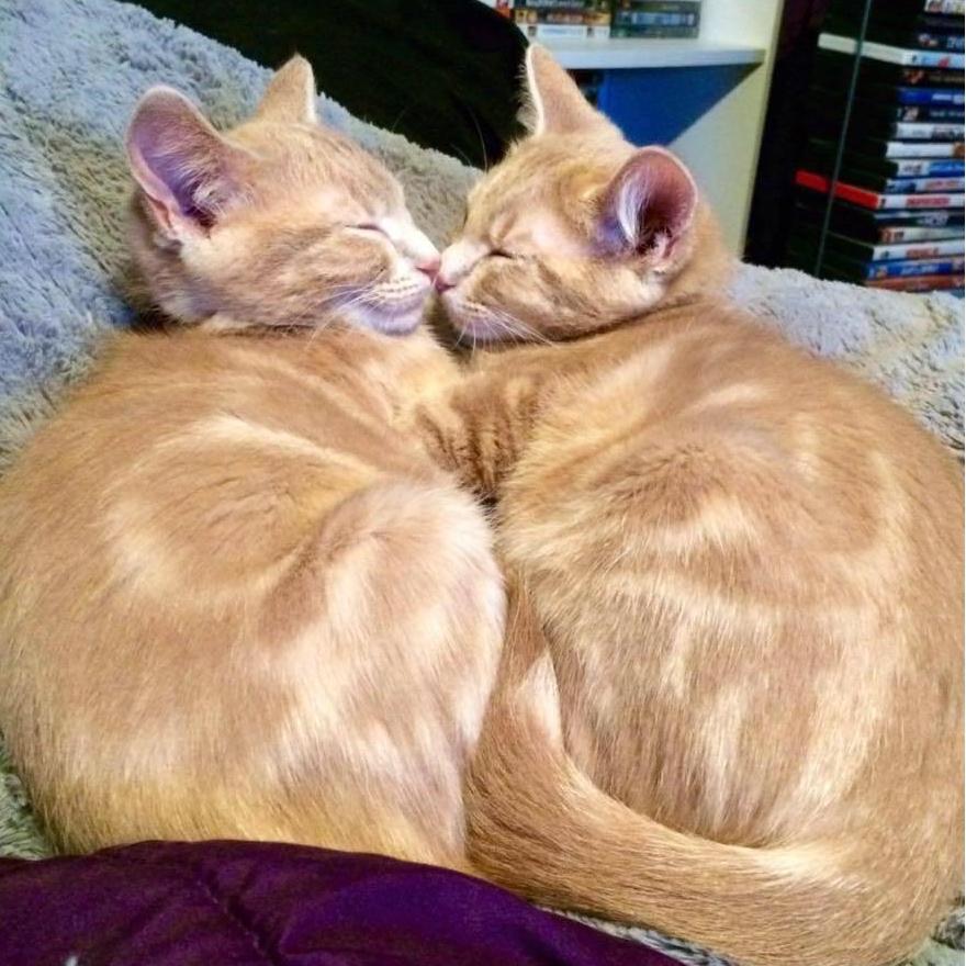 The twins - Josie & Jaxson!