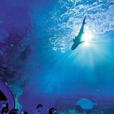Mote Science Education Aquarium (SEA)
