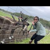 Reindeer Farm