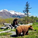 Alaska Wildlife Conservation Center