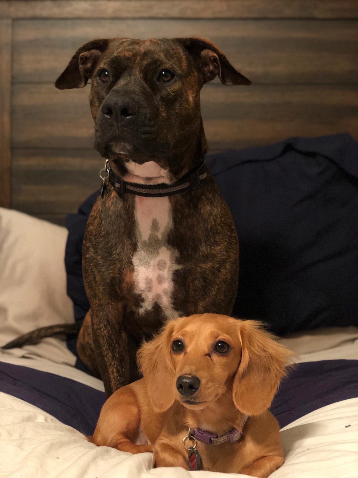 First cooperative puppy photo after we brought Hope home.
