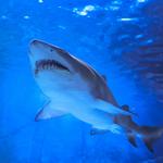 Newport Aquarium