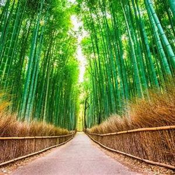 Arashiyama Bamboo Grove in Tokyo