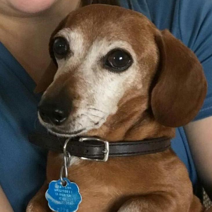 This is Henry, our 12-year-old Dachshund.