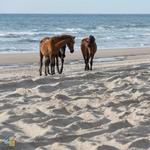 Corolla's Wild Horses