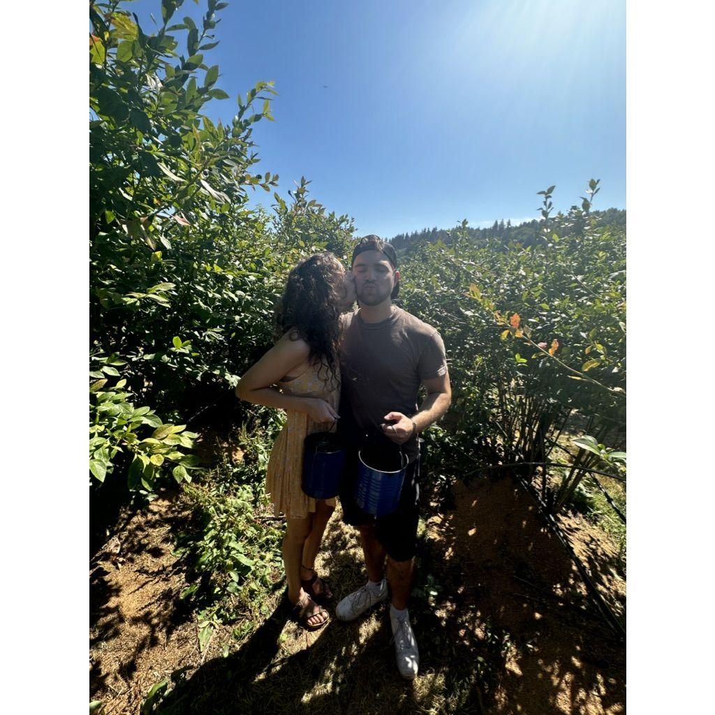 Blueberry picking