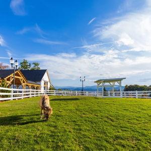 Honeymoon: Skyland Ranch - General Admission + Mountain Coaster + Safari Hayride