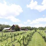 Great Frogs Winery