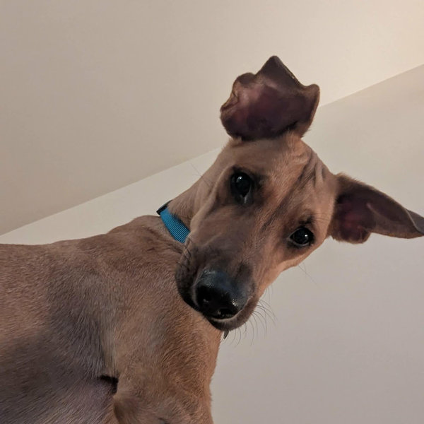 Our Laszlo Toy & Treat Fund
