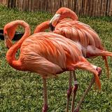 San Diego Zoo