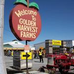 Golden Harvest Farms