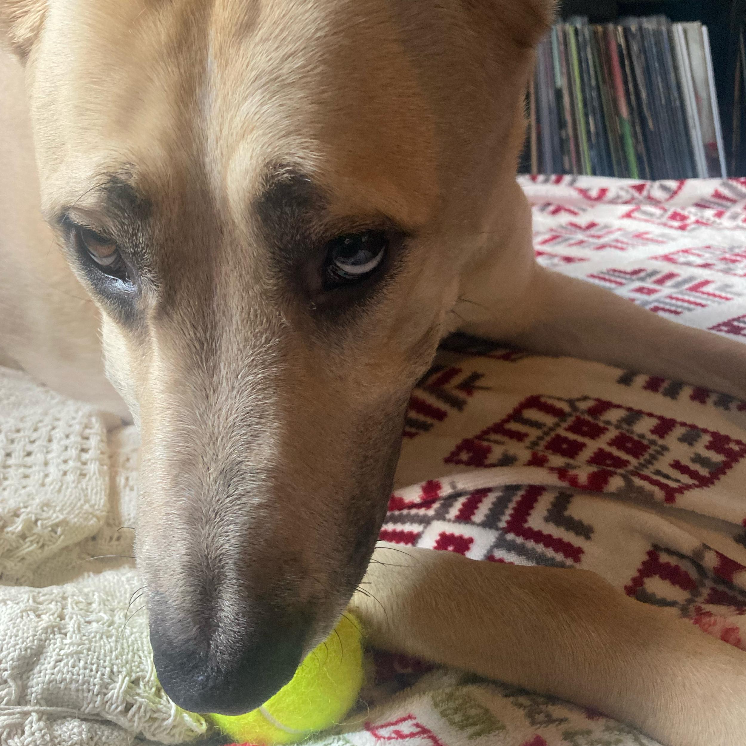 Our Pet Toy Fund