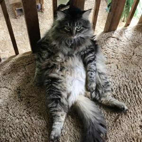 Cat Sitter for the fuzzy family members