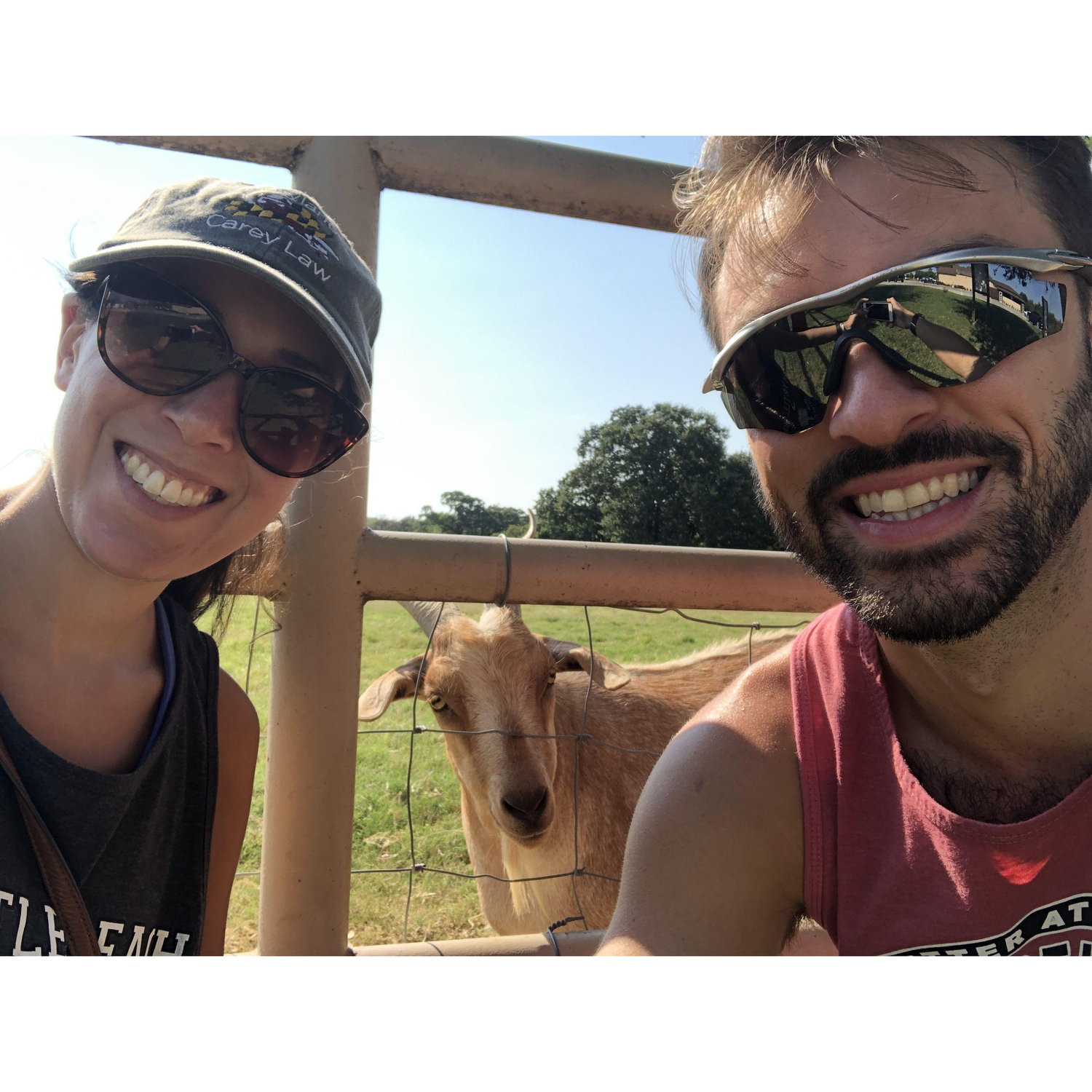 Goats in Dallas