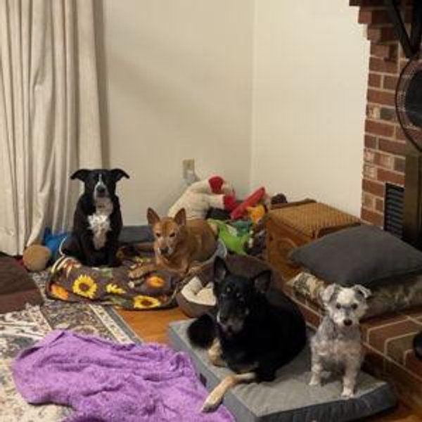 Doggie Maintenance