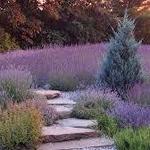 Summerhouse Lavender Farm