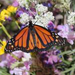 California Botanic Garden
