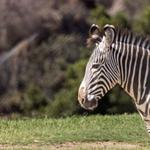 San Diego Zoo Safari Park