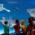 Newport Aquarium
