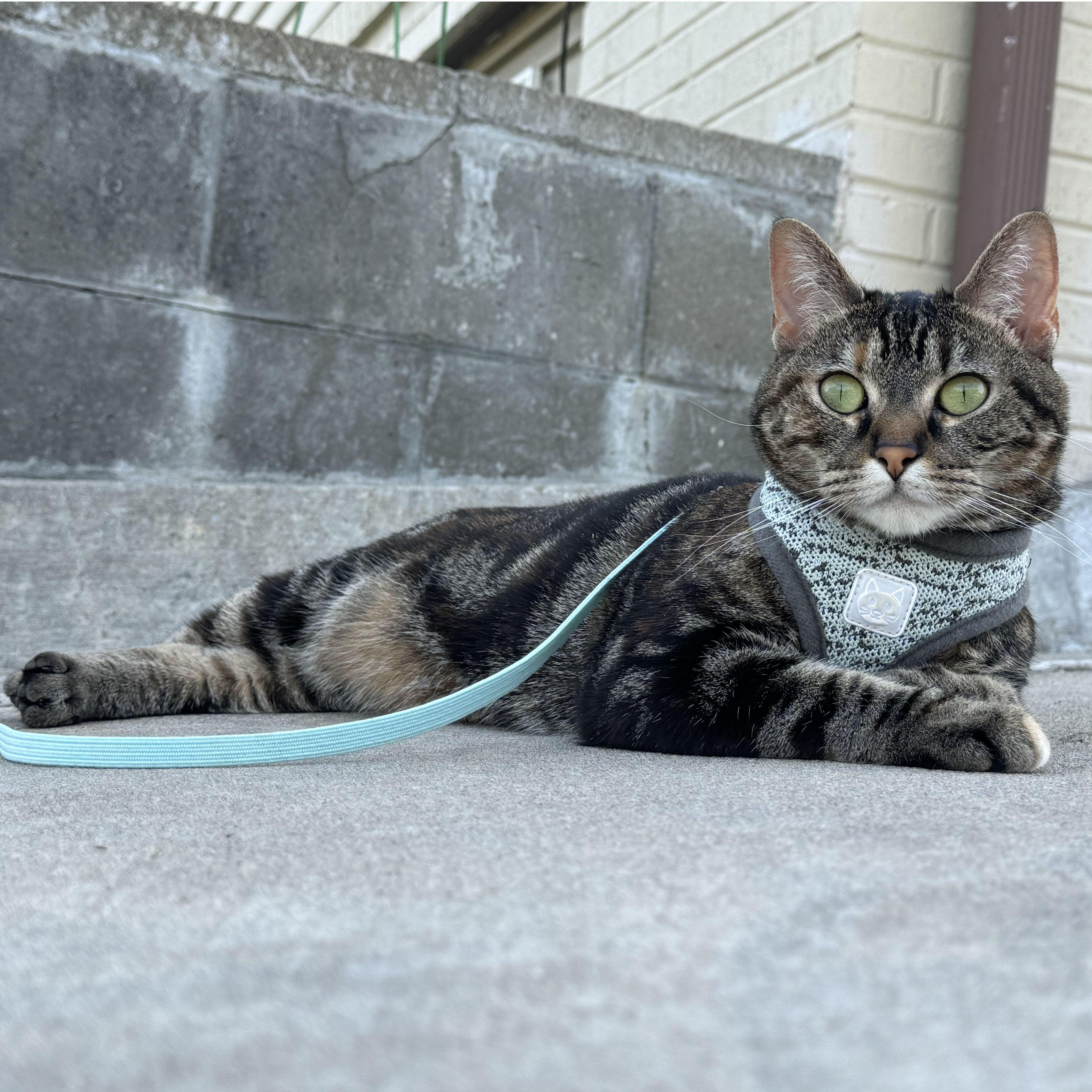 We adopted our first cat, Suki.