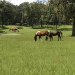 Cactus Jack's Trail Rides