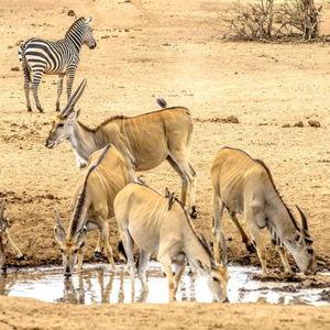 Tarangire National Park Entry - Day 2 of Safari