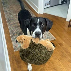 Milo Backyard Fund (House Fund)