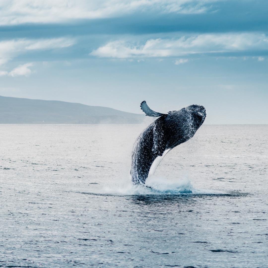 The Bay of Banderas is a whale sanctuary. And we are in luck! Our wedding is also whale watching season. Keep your eye out for sightings!