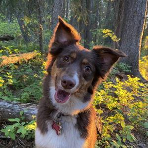 Help Us Spoil Our Ring Bearer
