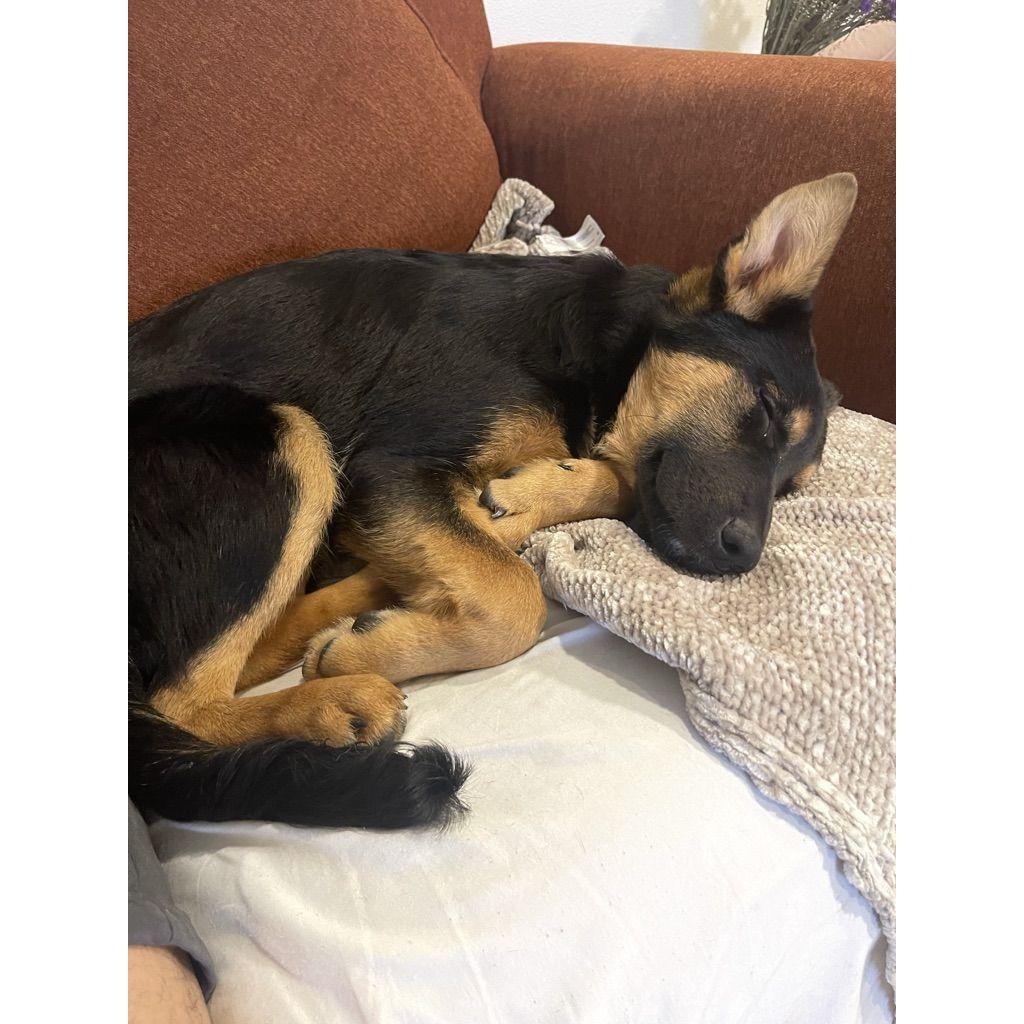 Our second furbaby! March 15th