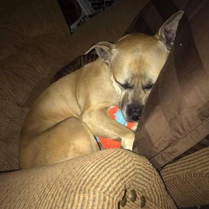 Shiva is Serena and William's fur baby. Serena rescued Shiva from a life in a kennel. She is enjoying her favorite ball, on the couch with her pillow.
