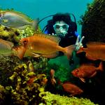 Scuba Diving/Snorkel