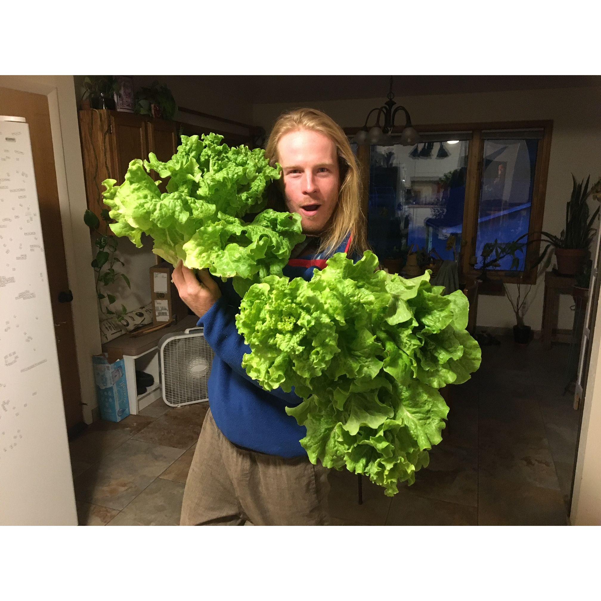 the best feeling, growing lettuce bigger than your own head!