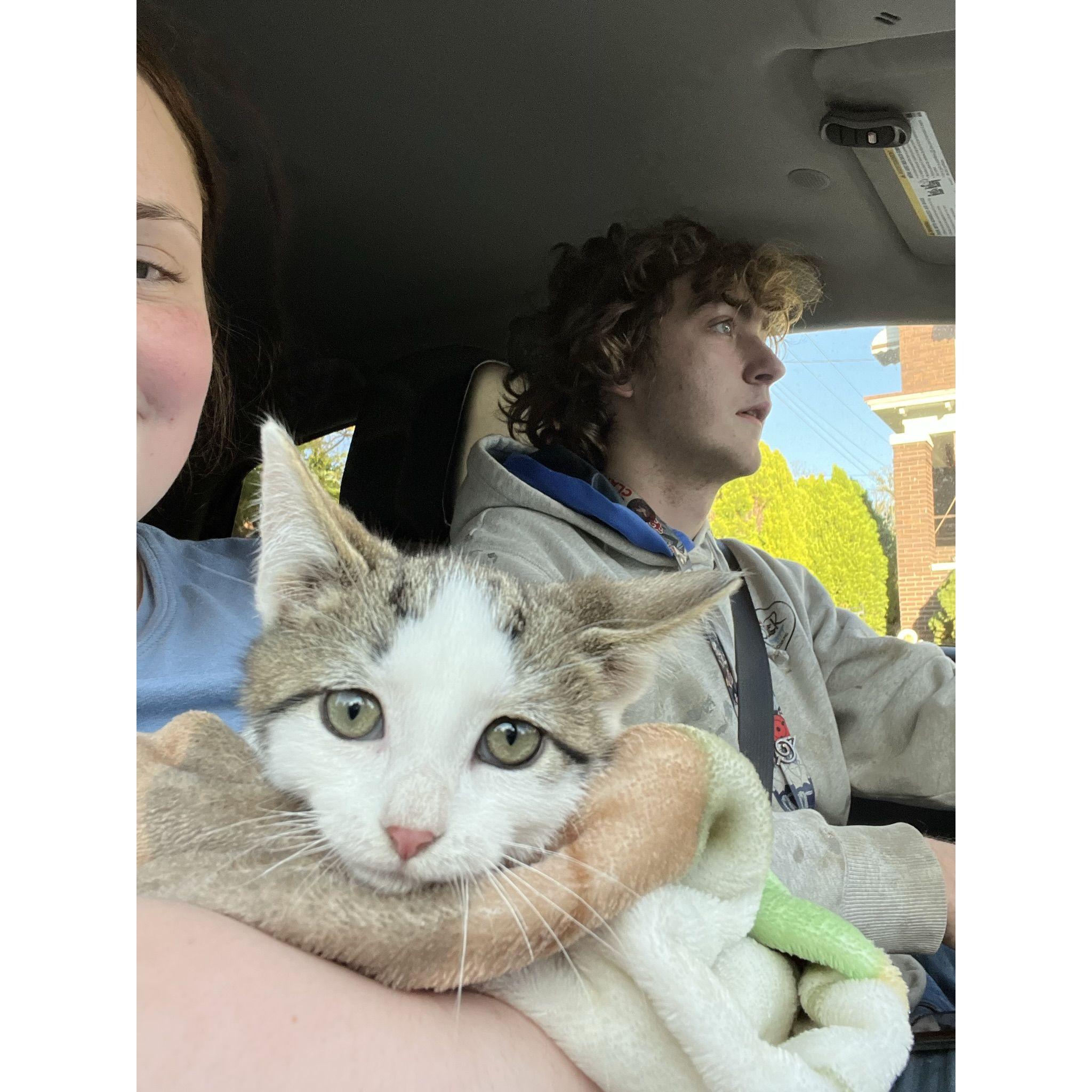 Our first kitten - Pharaoh!