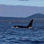 Cpt.Gary's Sitka Adventures