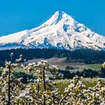 Mount Hood