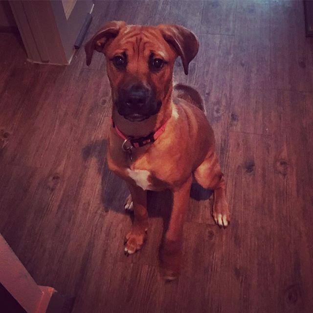 Remington