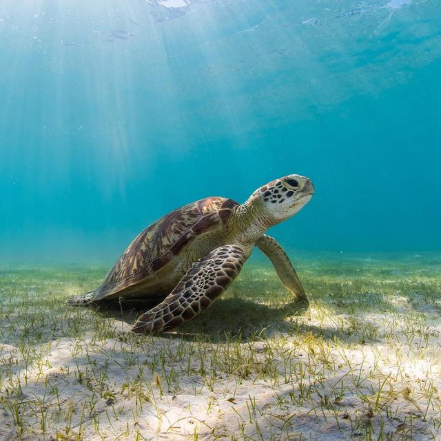 Snorkeling with Turtles at Lizard Island