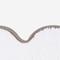 White/sage