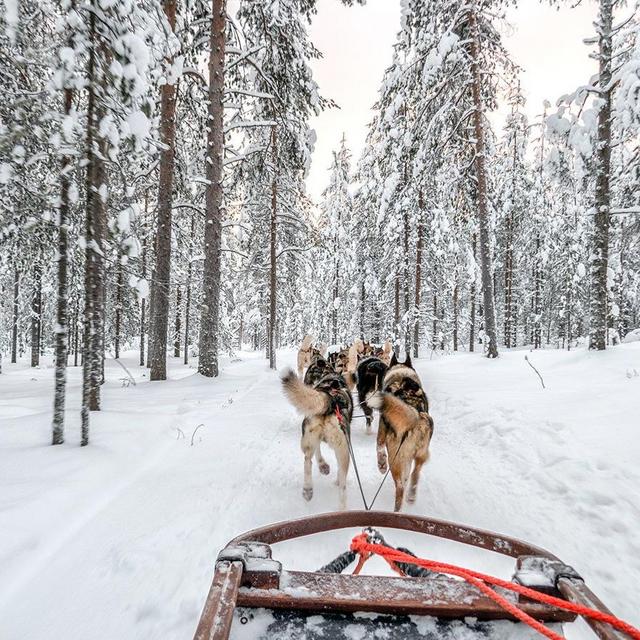 Finland Activities! ❄️⛸🦌🐶🌌🎅🏼