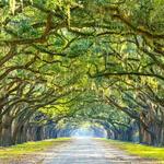 Wormsloe State Historic Site