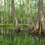 BREC's Bluebonnet Swamp Nature Center