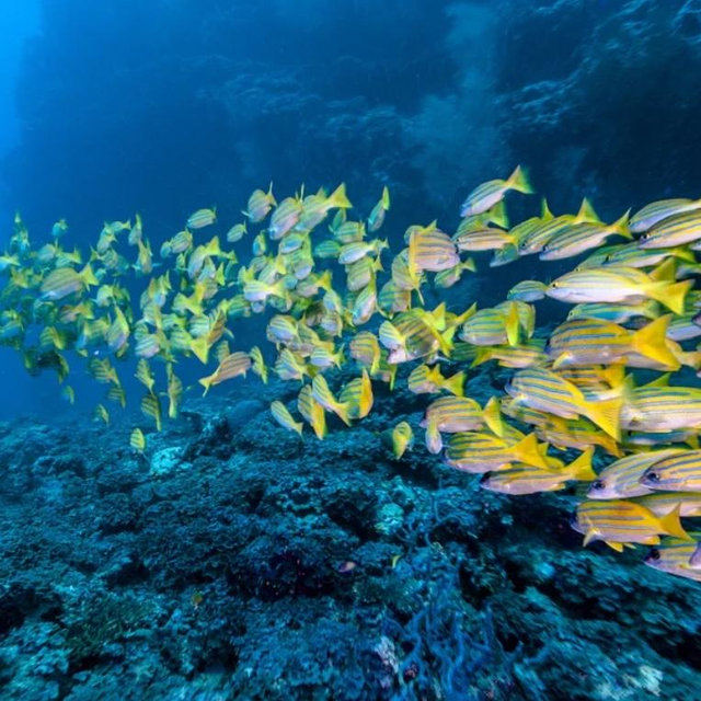 Banana Reef Tour